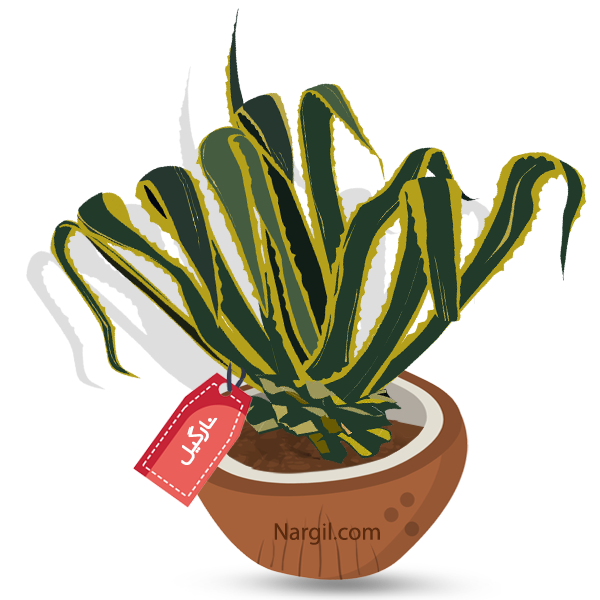 Nargil_Agave Americana